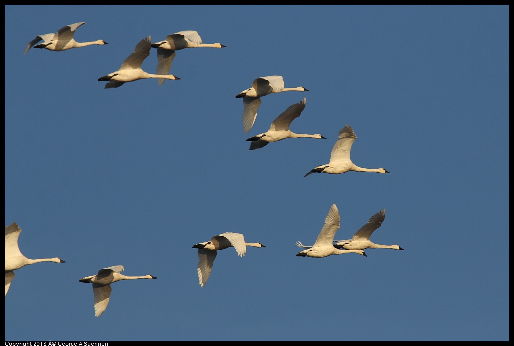 0119-082519-02.jpg - Tundra Swan