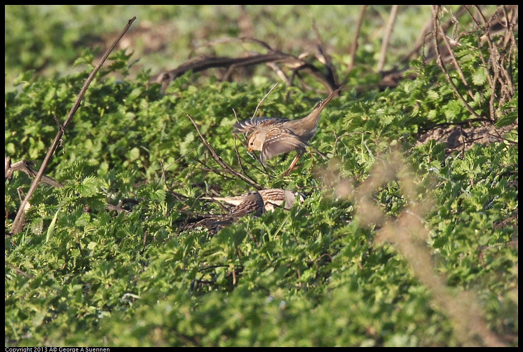 0119-083042-02.jpg - White-crowned Sparrow