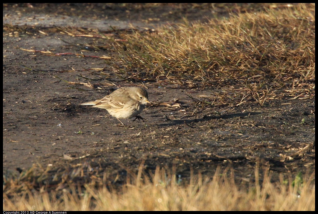 0119-083107-01.jpg - American Pipit