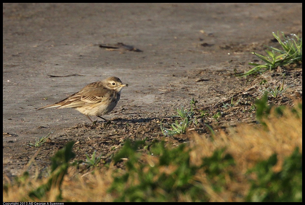 0119-083137-02.jpg - American Pipit