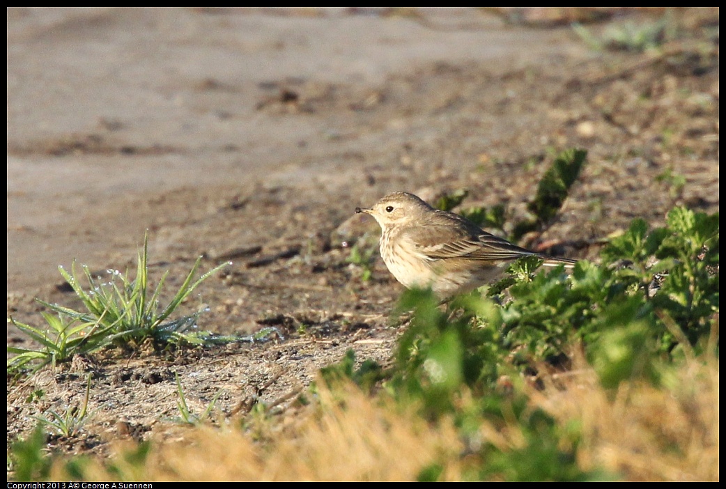 0119-083154-02.jpg - American Pipit