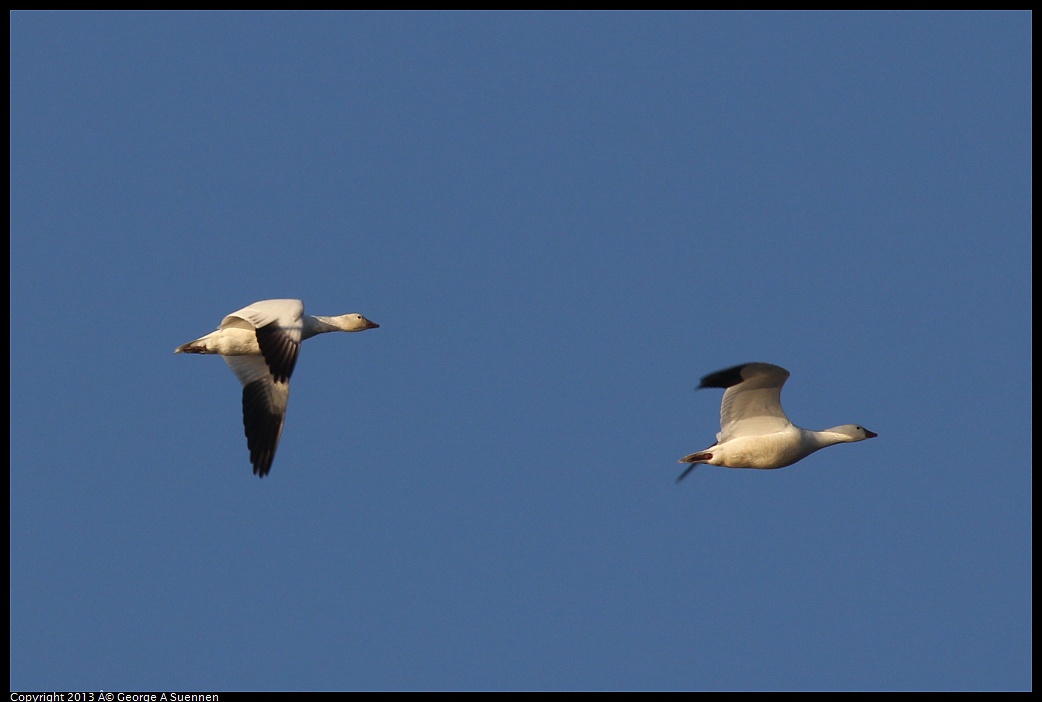 0119-083233-03.jpg - Snow and Ross's Goose