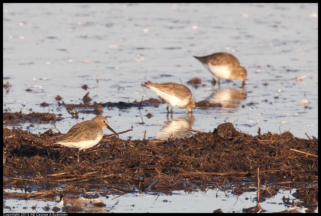 0119-083243-01.jpg - Dunlin