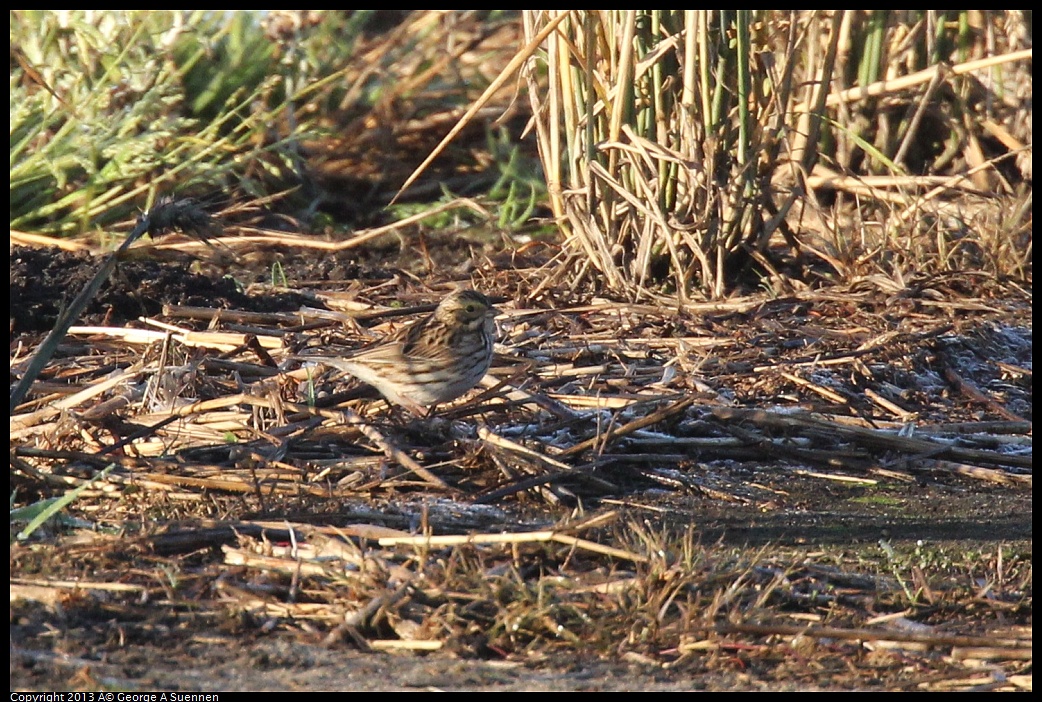 0119-083423-01.jpg - Savannah Sparrow