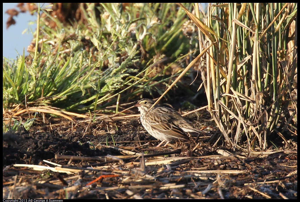 0119-083513-02.jpg - Savannah Sparrow