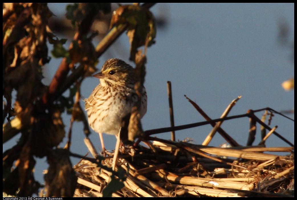 0119-083701-02.jpg - Savannah Sparrow