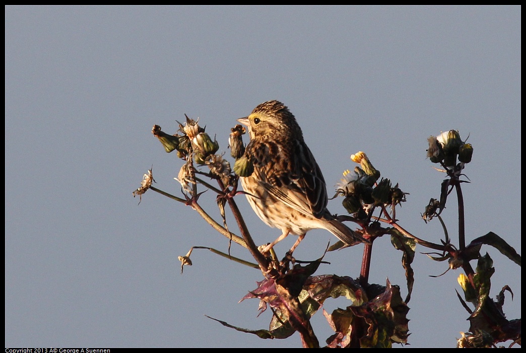 0119-083717-03.jpg - Savannah Sparrow