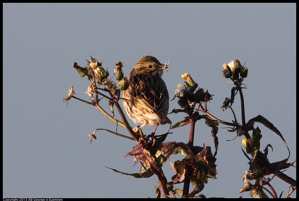 0119-083721-04.jpg - Savannah Sparrow