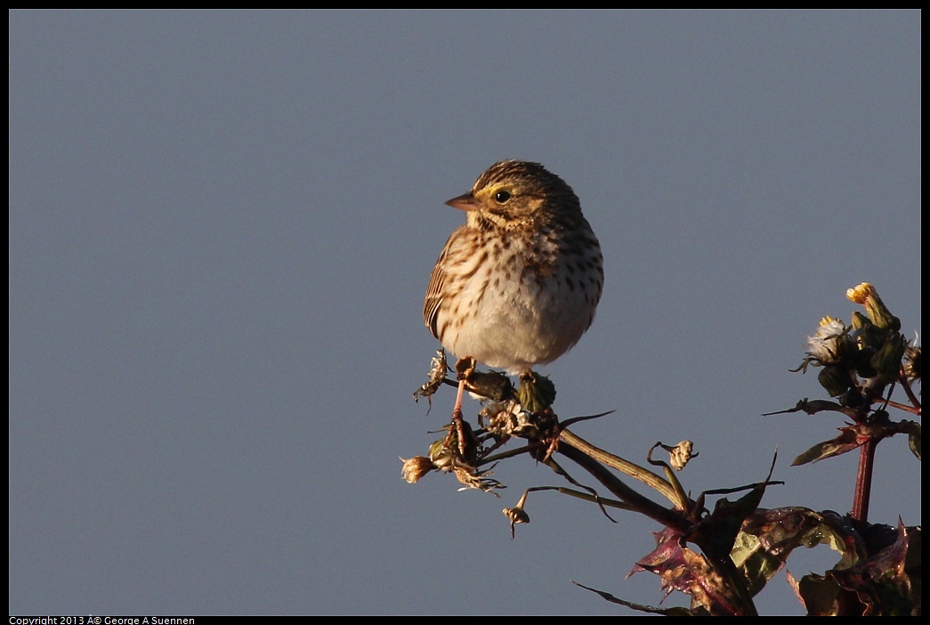 0119-083830-01.jpg - Savannah Sparrow