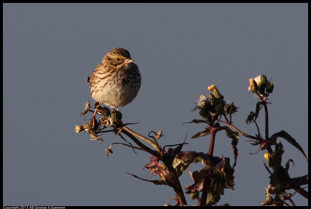 0119-083834-02.jpg - Savannah Sparrow