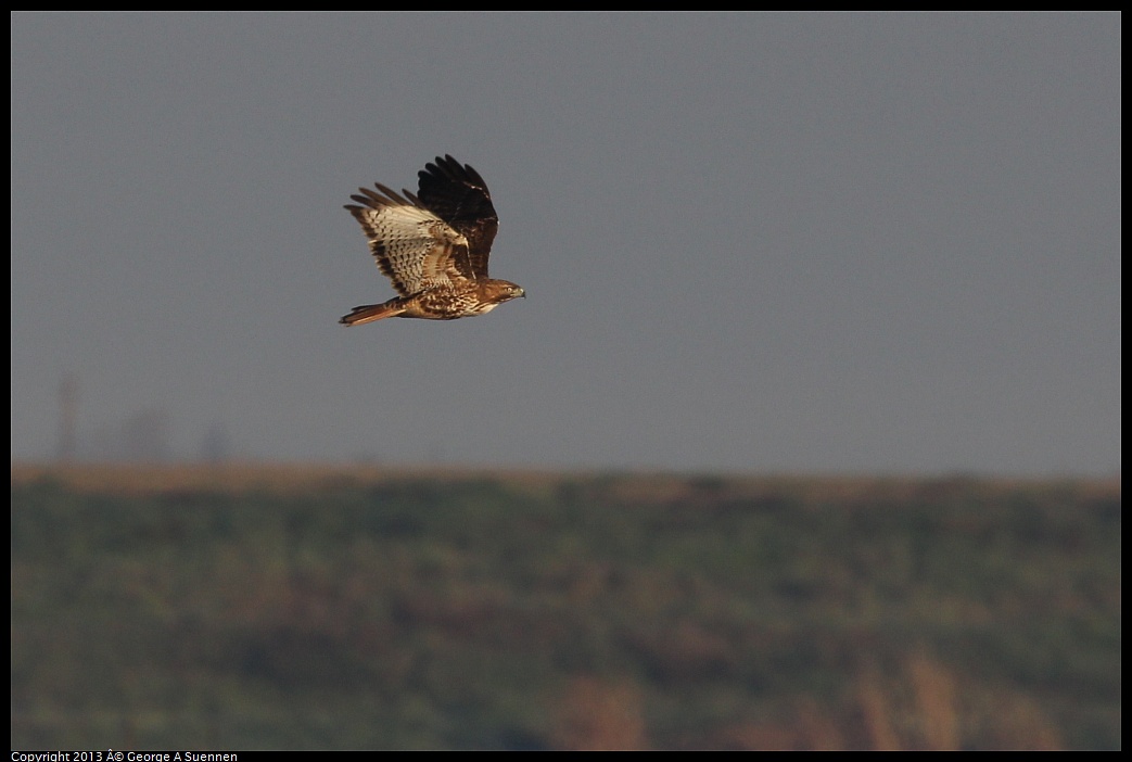 0119-083902-01.jpg - Red-tailed Hawk