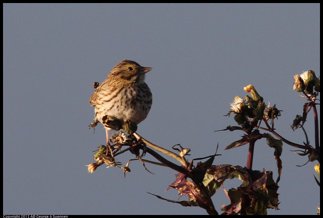 0119-083938-01.jpg - Savannah Sparrow