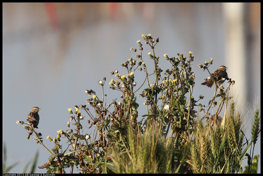 0119-084041-01.jpg - Savannah Sparrow