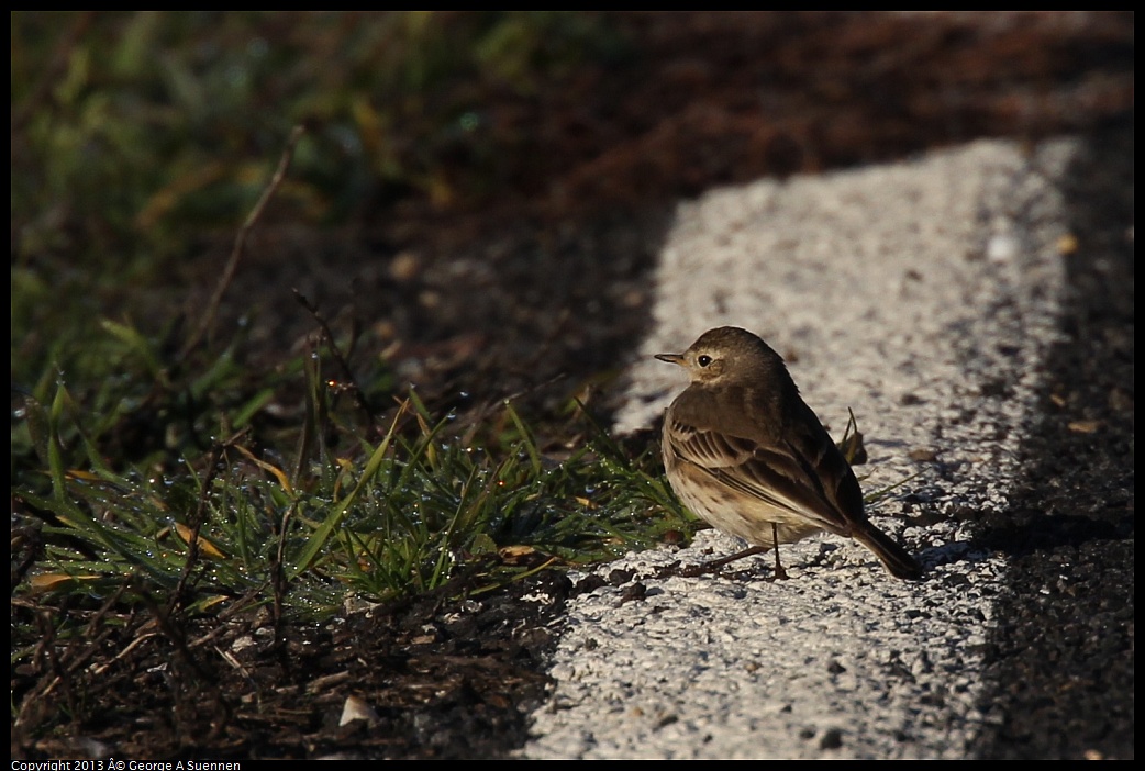 0119-084110-02.jpg - American Pipit