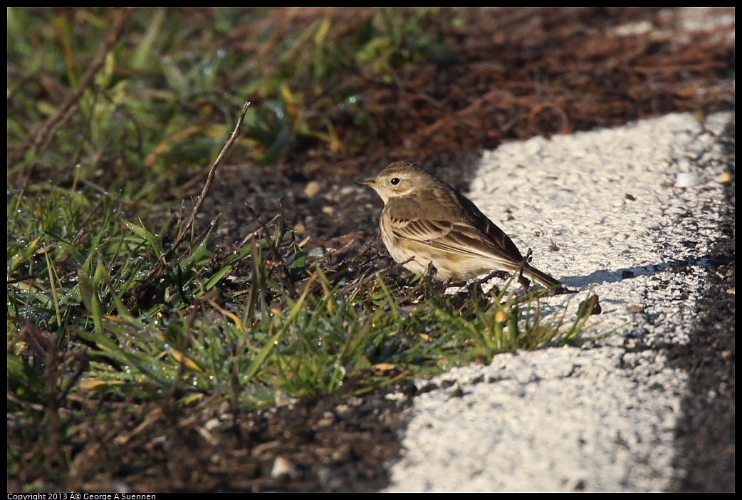 0119-084118-01.jpg - American Pipit