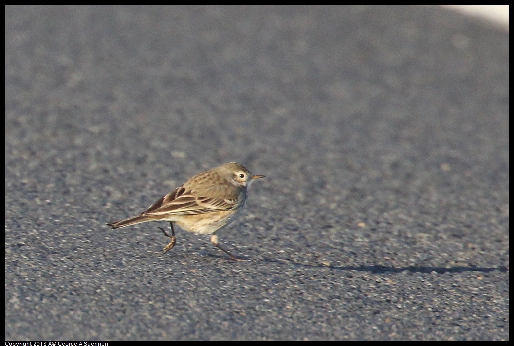 0119-084140-05.jpg - American Pipit