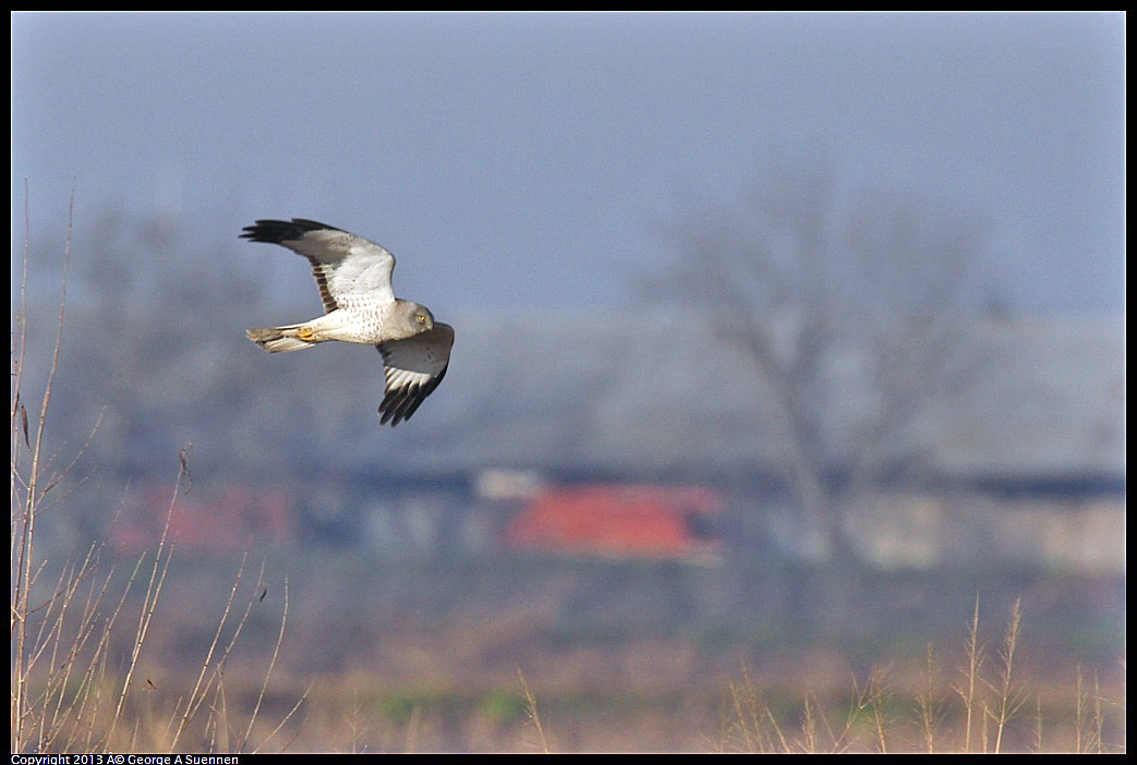 0119-085139-01.jpg - Northern Harrier