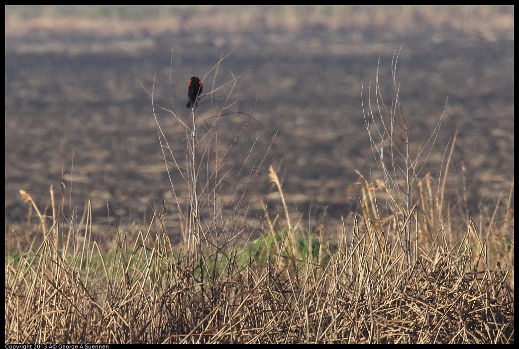 0119-085153-01.jpg - Red-winged Blackbird