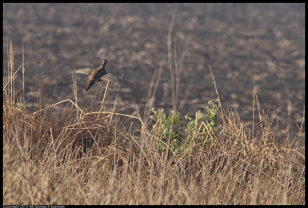 0119-085244-03.jpg - Ring-necked Pheasant