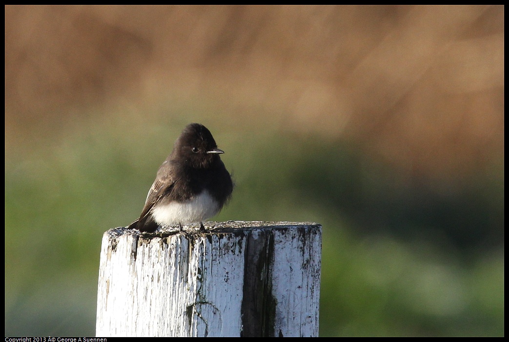 0119-085255-03.jpg - Black Phoebe