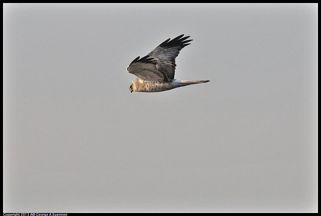 0119-085408-01.jpg - Northern Harrier