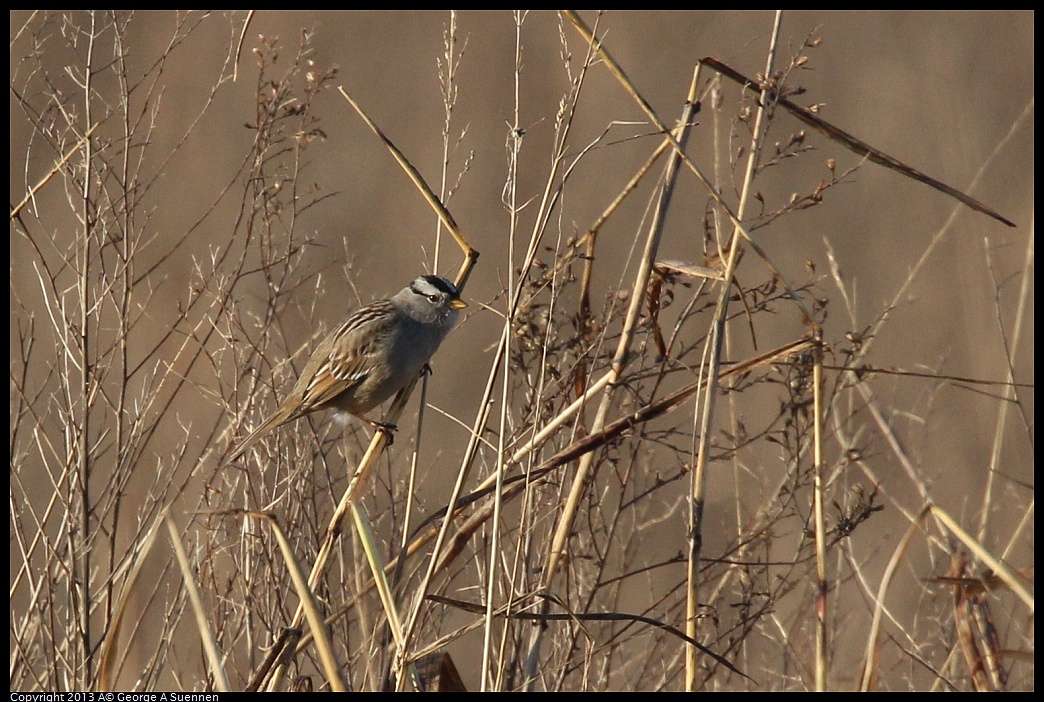 0119-085445-02.jpg - White-crowned Sparrow