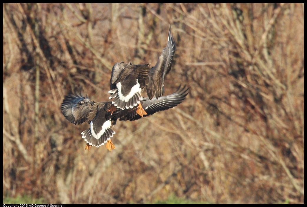 0119-085831-02.jpg - Greater White-fronted Goose