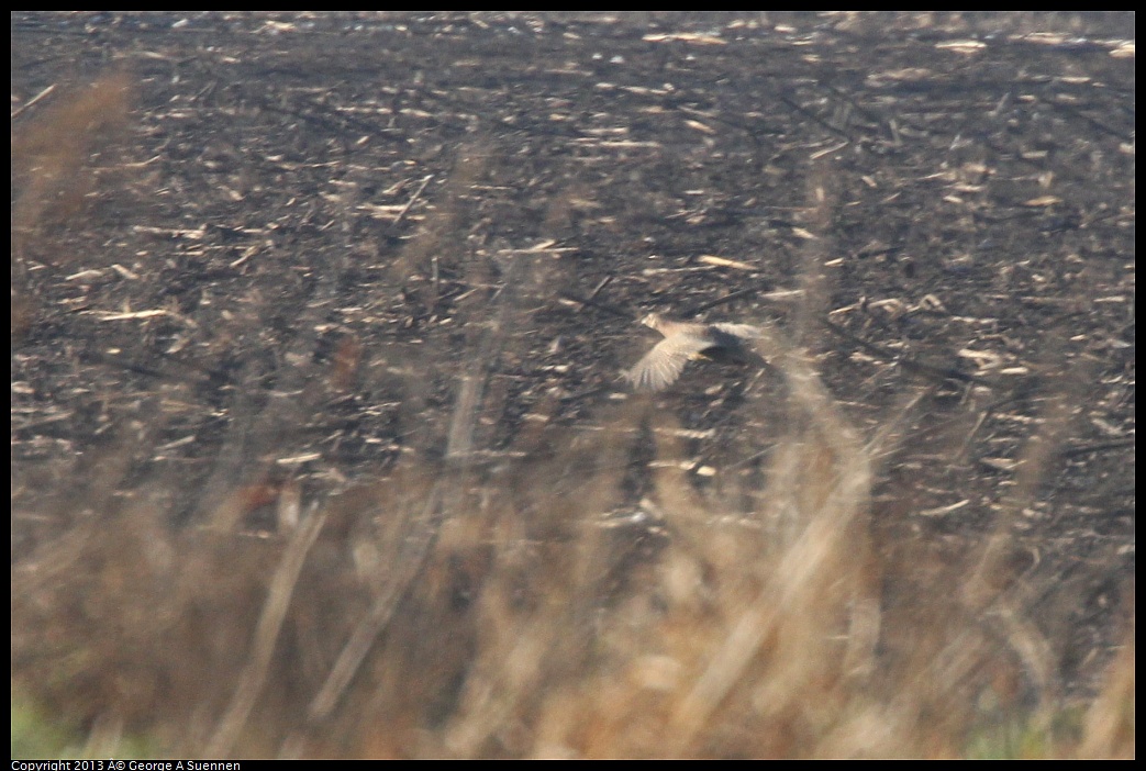 0119-090039-02.jpg - Ring-necked Pheasant