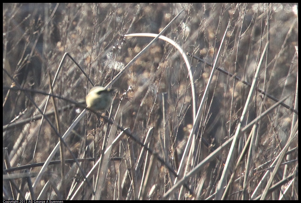 0119-090129-01.jpg - Common Yellowthroat (Id only)