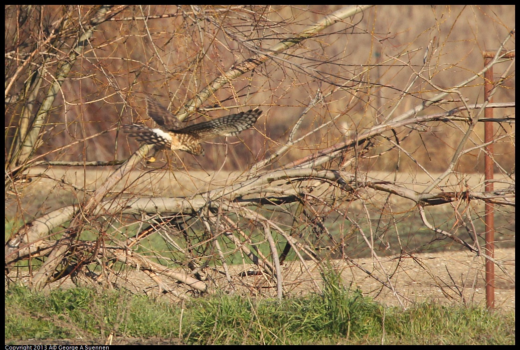 0119-090847-02.jpg - Northern Harrier