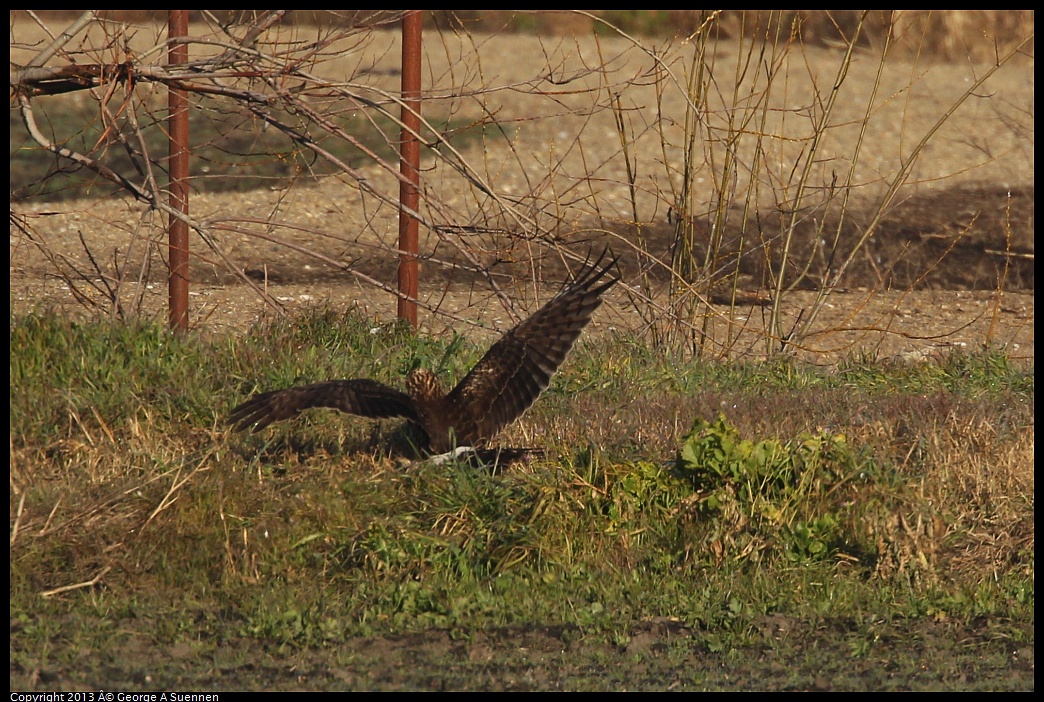 0119-090848-01.jpg - Northern Harrier