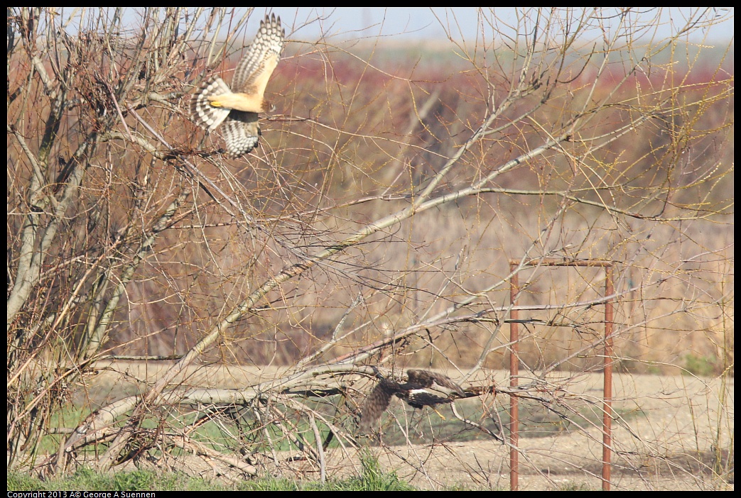 0119-090854-01.jpg - Northern Harrier