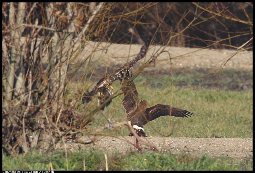 0119-090913-02.jpg - Northern Harrier