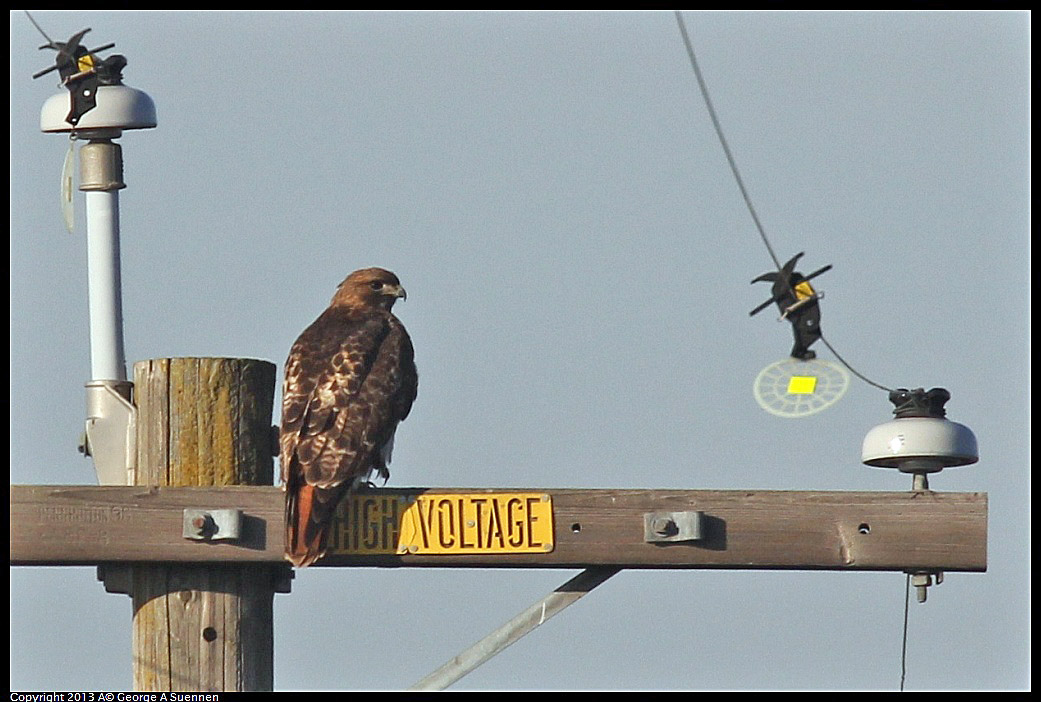 0119-091143-01.jpg - Red-tailed Hawk