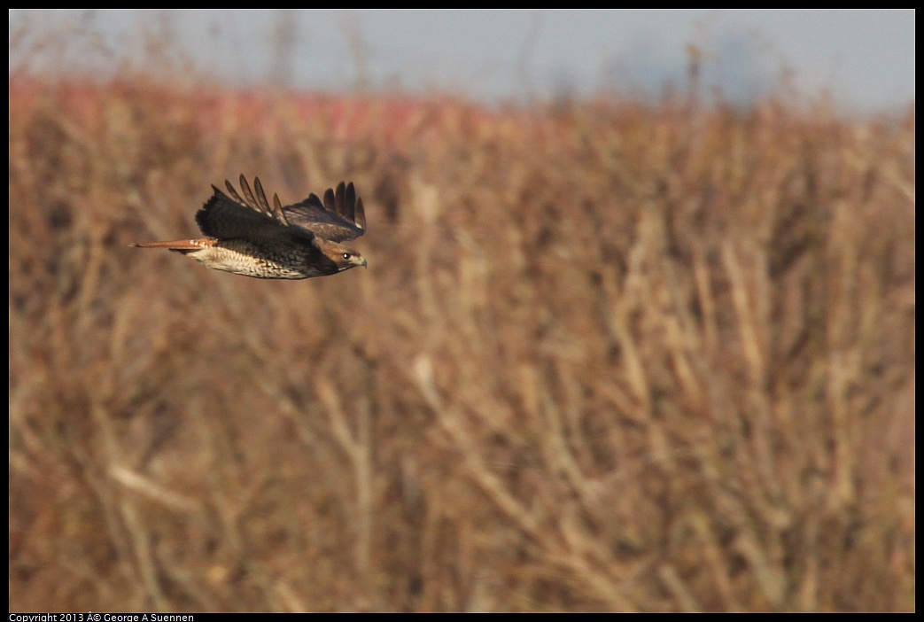 0119-091225-01.jpg - Red-tailed Hawk