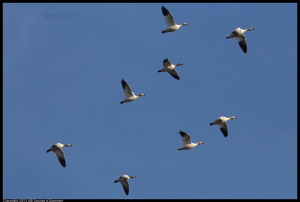 0119-091954-01.jpg - Snow Goose