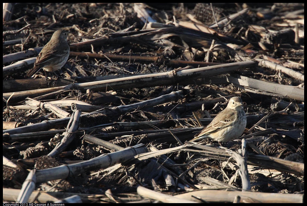 0119-092259-02.jpg - American Pipit