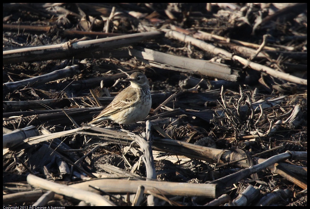 0119-092259-05.jpg - American Pipit