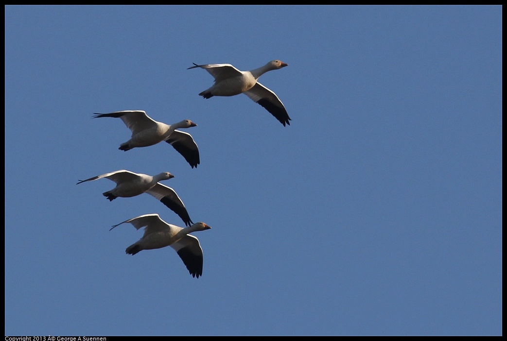 0119-092436-05.jpg - Snow and Ross's Goose