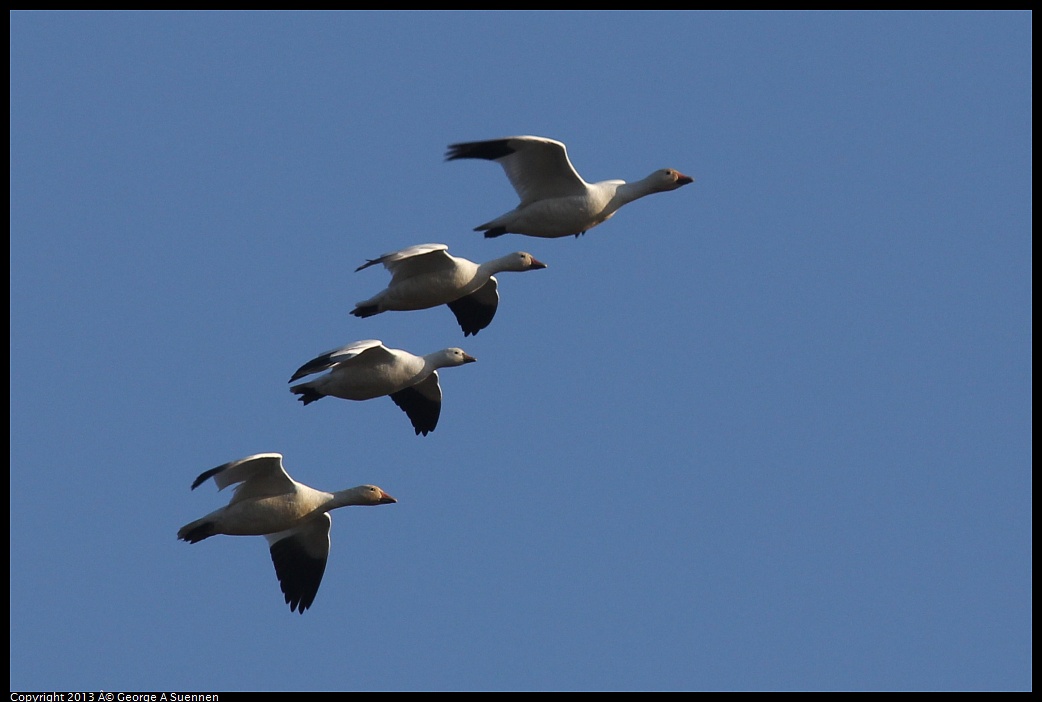 0119-092438-03.jpg - Snow and Ross's Goose