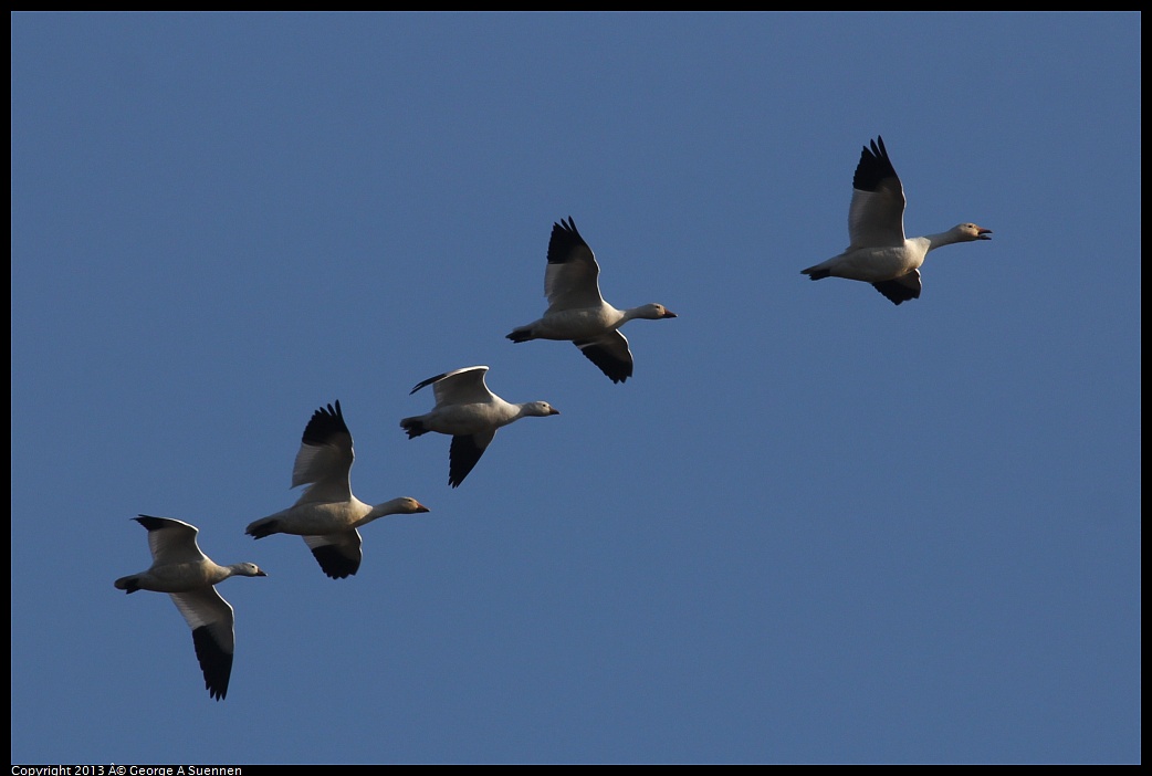 0119-092442-01.jpg - Snow and Ross's Goose