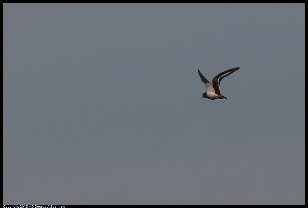 0119-092818-01.jpg - Killdeer