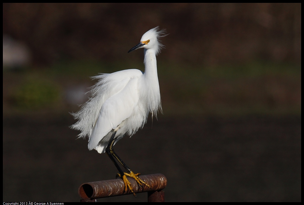 0119-093510-03.jpg - Snowy Egret