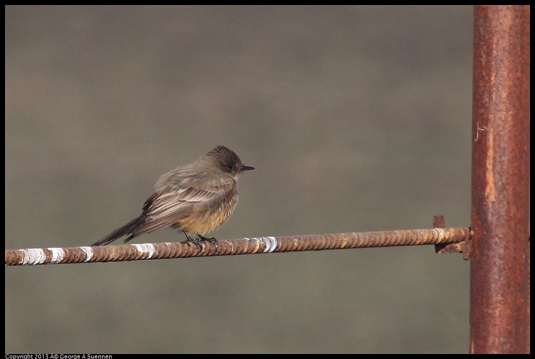 0119-094505-01.jpg - Say's Phoebe