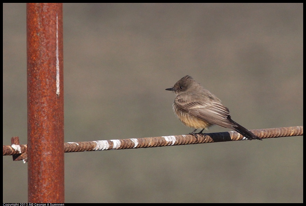 0119-094526-03.jpg - Say's Phoebe