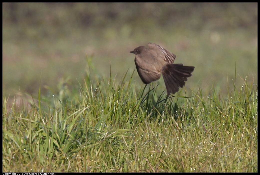 0119-094530-01.jpg - Say's Phoebe