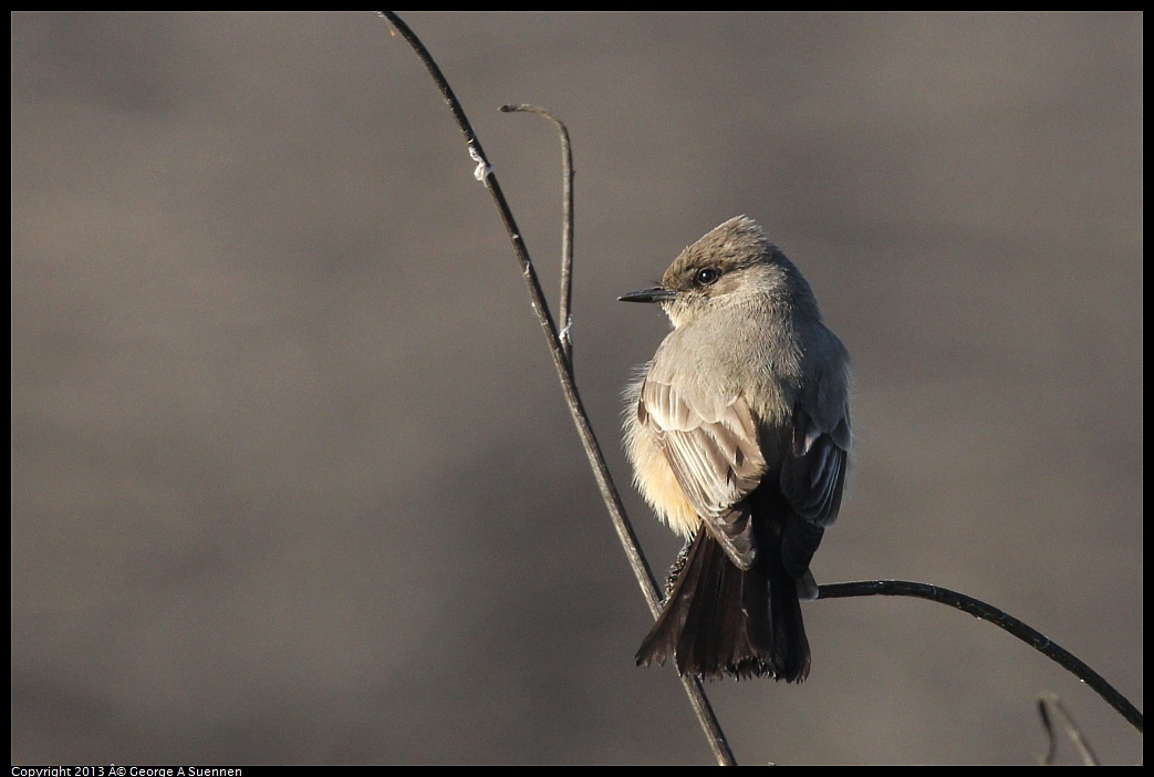 0119-094631-01.jpg - Say's Phoebe