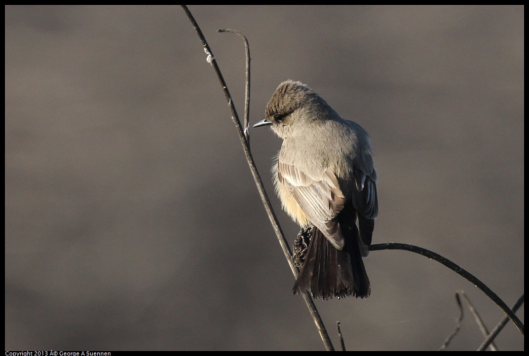 0119-094636-02.jpg - Say's Phoebe