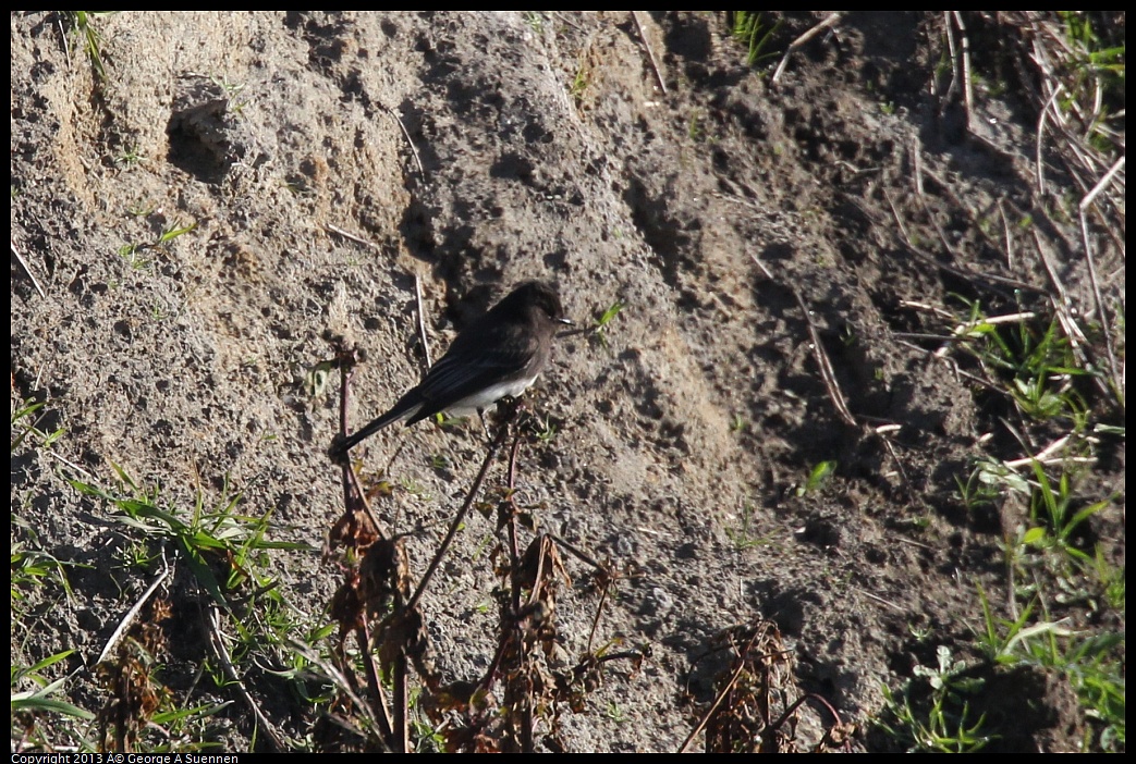 0119-095002-04.jpg - Black Phoebe