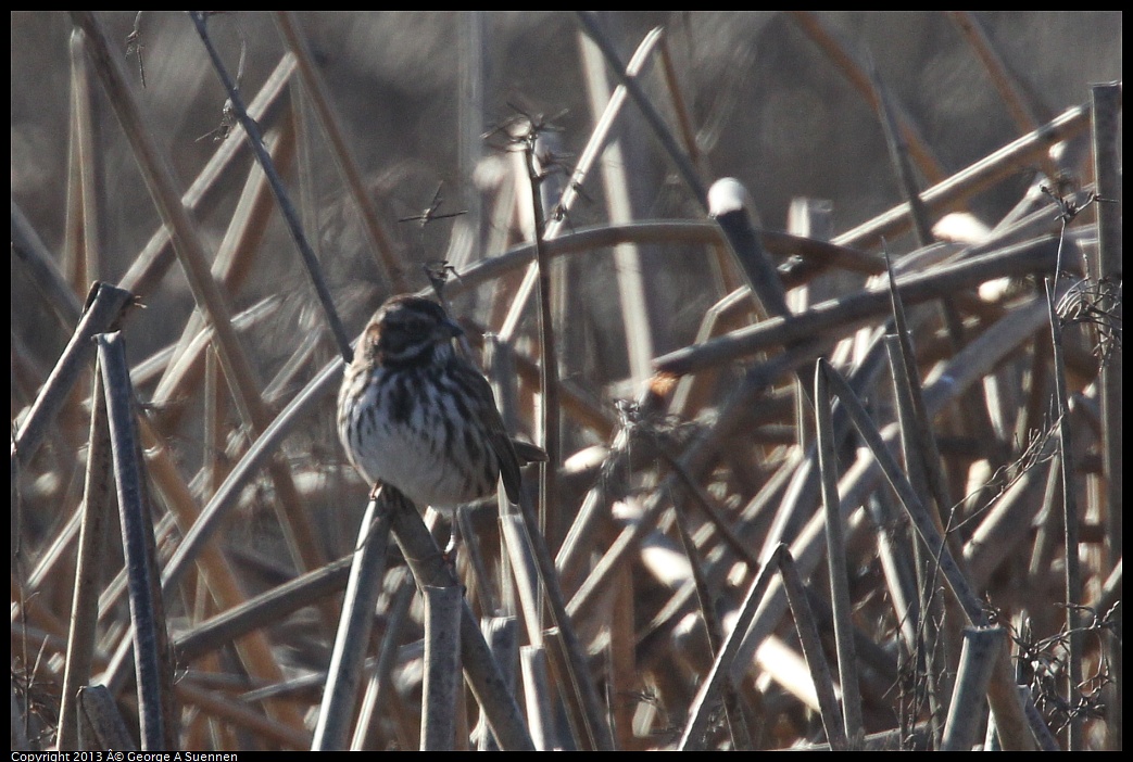 0119-095137-01.jpg - Song Sparrow 